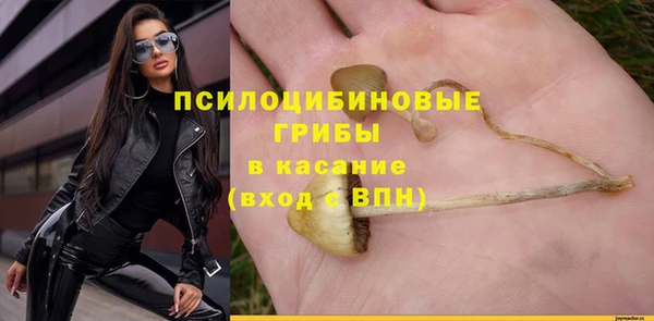прущие грибы Михайлов